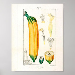 Vintage Botanical Poster - Banana Fruit