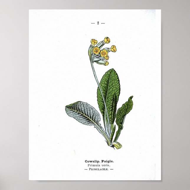 Vintage Botanical Poster - Cowslip (Front)