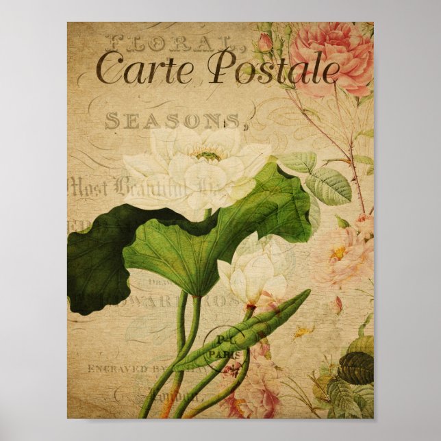 Vintage Botanical Poster - French Lotus (Front)