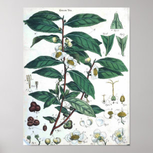 Vintage Botanical Poster - Green Tea