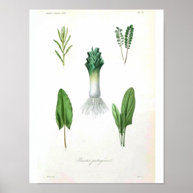 Vintage Botanical Poster - Leek (Front)