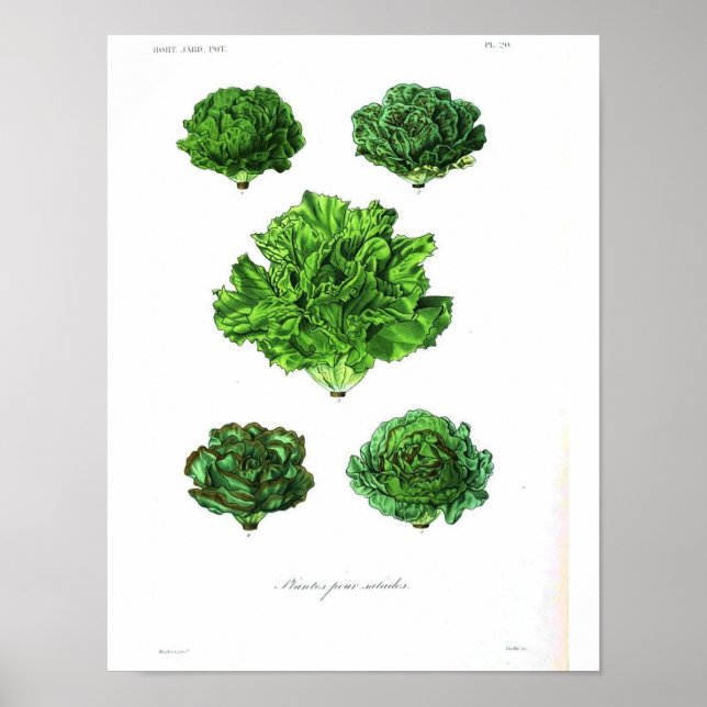 Vintage Botanical Poster - Lettuce (Front)
