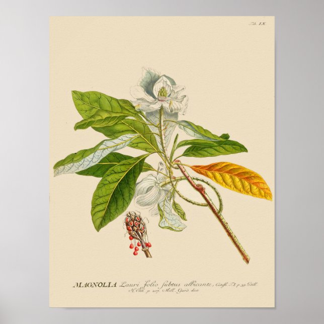 Vintage Botanical Poster - Magnolia Flower (Front)