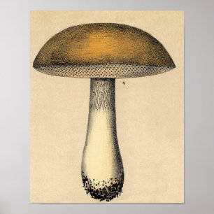 Vintage Botanical Poster - Mushroom