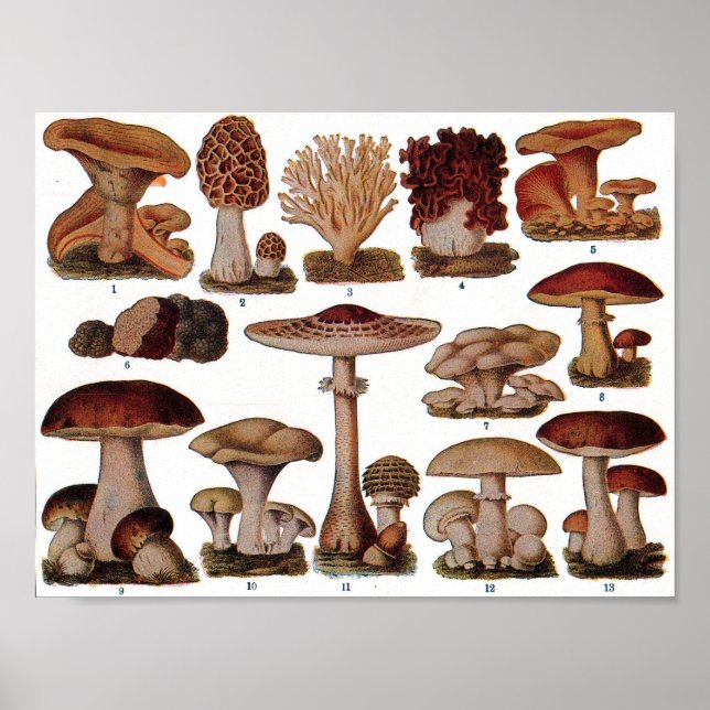 Vintage Botanical Poster - Mushroom Family (Front)