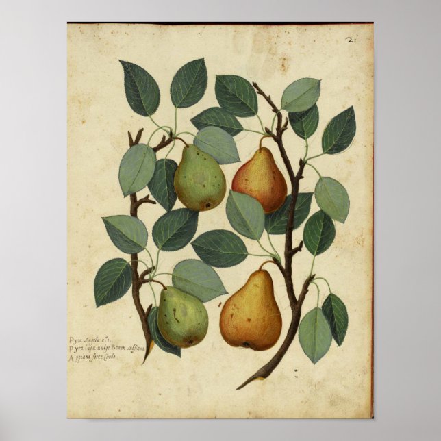 Vintage Botanical Poster - Pear (Front)