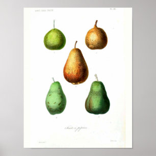 Vintage Botanical Poster - Pears