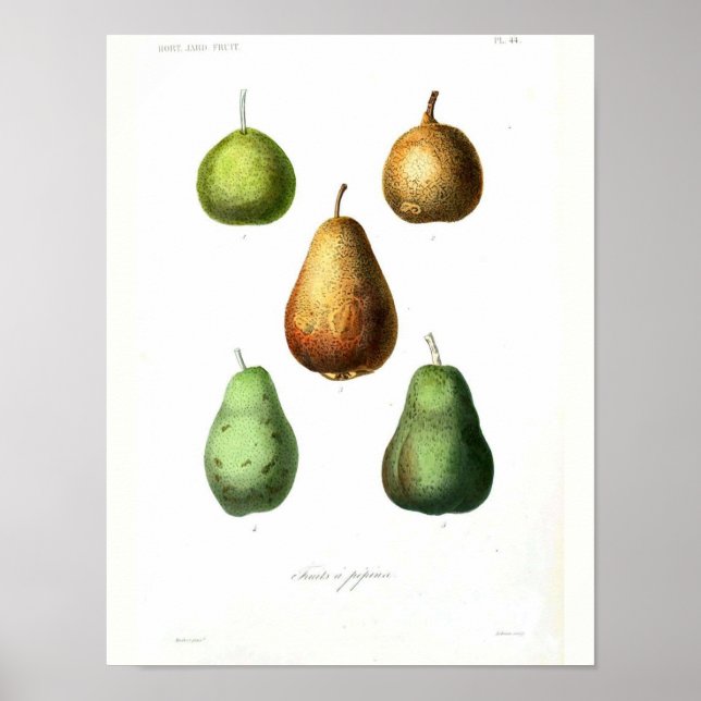 Vintage Botanical Poster - Pears (Front)