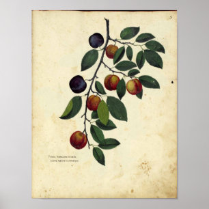 Vintage Botanical Poster - Plum