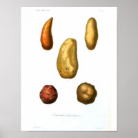 Vintage Botanical Poster - Potato