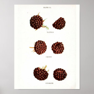 Vintage Botanical Poster - Raspberry