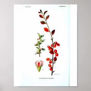 Vintage Botanical Poster - Red Berries