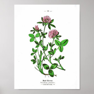Vintage Botanical Poster - Red Clover