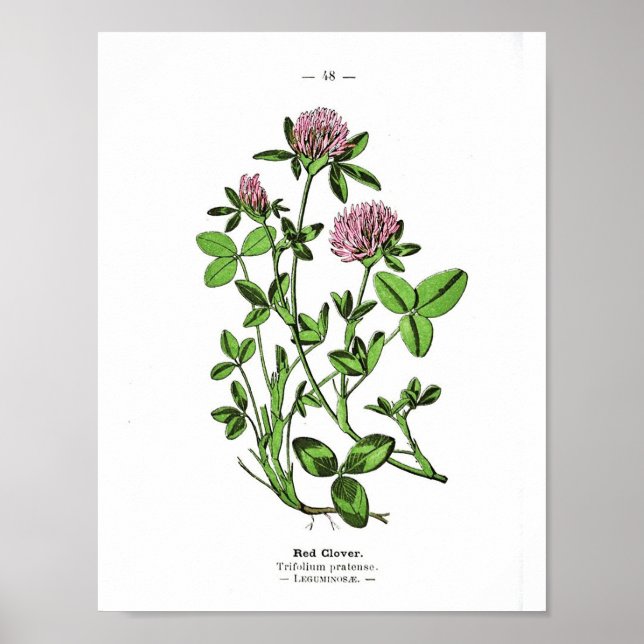 Vintage Botanical Poster - Red Clover (Front)
