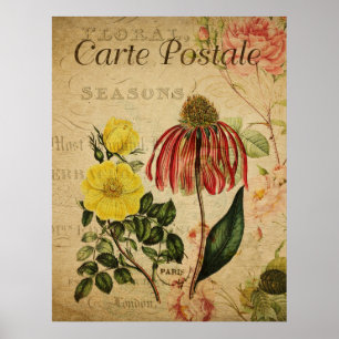 Vintage Botanical Poster - Rudbeckia