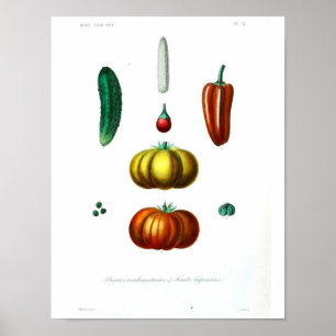 Vintage Botanical Poster - Squash