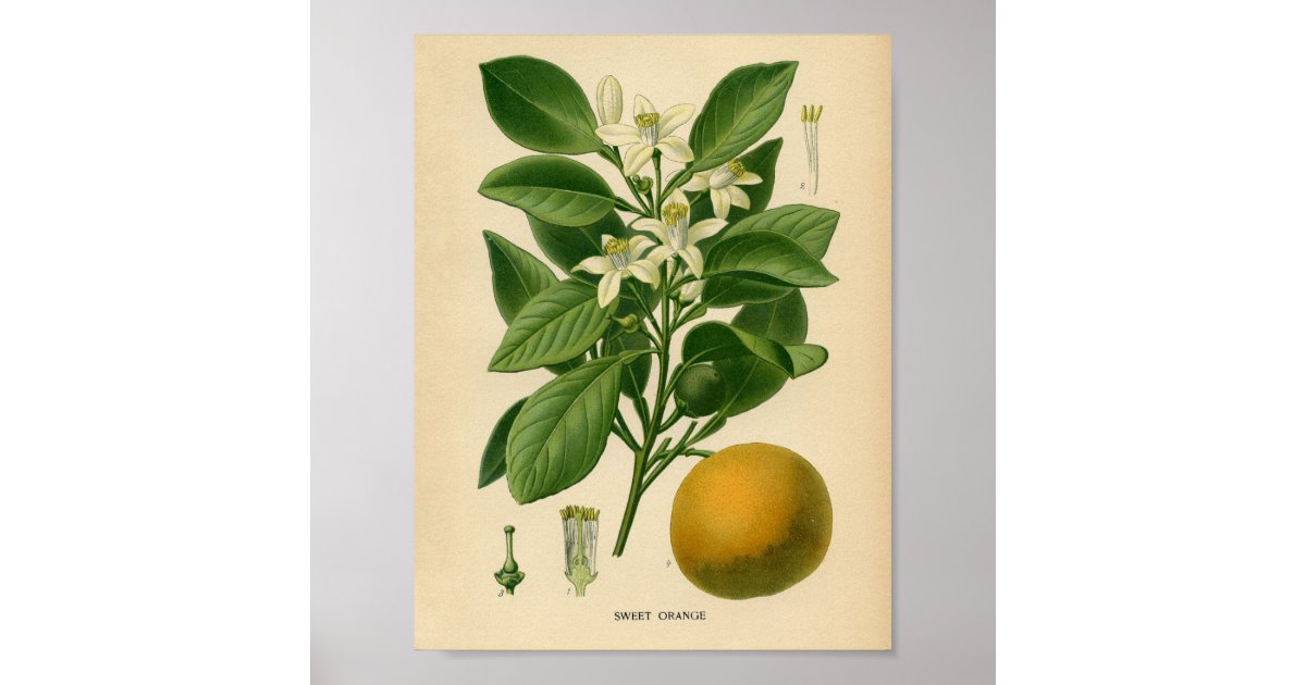 Vintage Botanical Poster - Sweet Orange | Zazzle.com.au