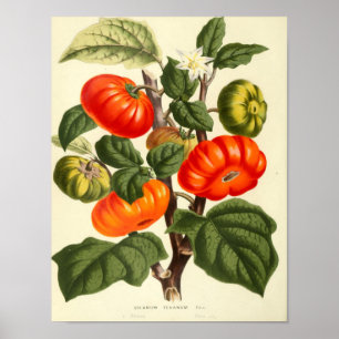 Vintage Botanical Poster - Tomato