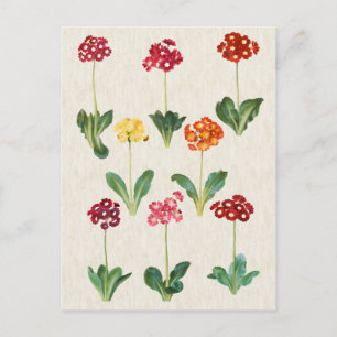 Vintage Botanical Primrose Illustration Postcard
