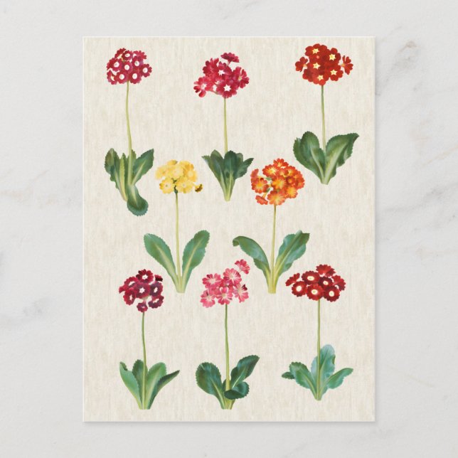 Vintage Botanical Primrose Illustration Postcard (Front)