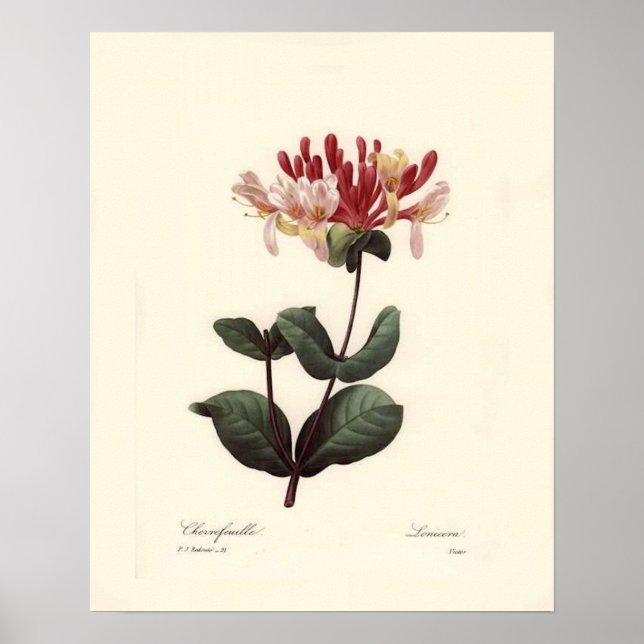 Vintage Botanical Print (Front)