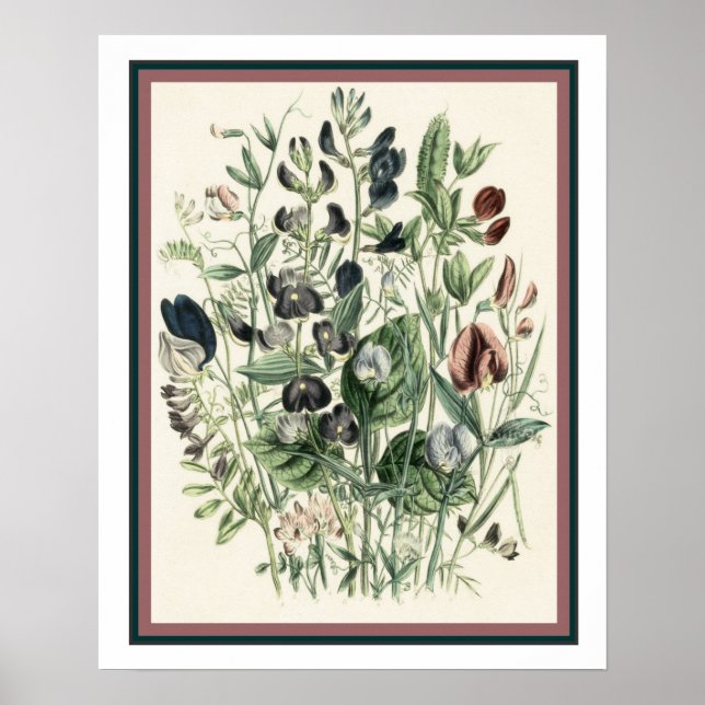 Vintage Botanical Print 16x20 (Front)