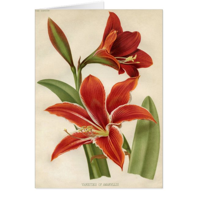 Vintage Botanical Print - Amaryllis (Front)