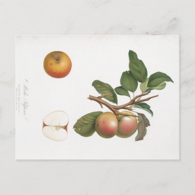 VINTAGE BOTANICAL PRINT APPLE AND BRANCH POSTCARD (Front)