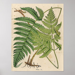Vintage Botanical Print - Ferns