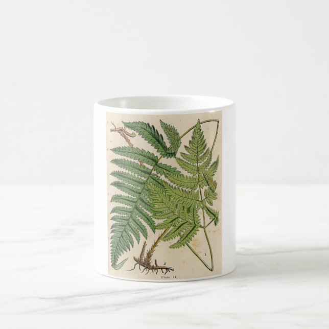 Vintage Botanical Print - Ferns Coffee Mug (Center)