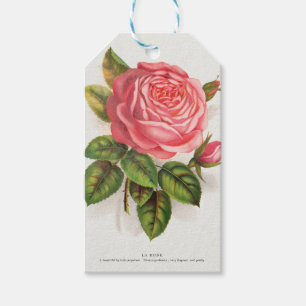 Vintage botanical print La Reine pink rose Gift Tags