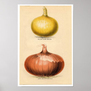Vintage Botanical Print - Onions