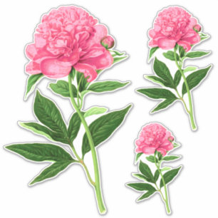 Vintage Botanical Print, Pastel Pink Peony