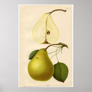 Vintage Botanical Print - Pear