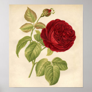 Vintage Botanical Print - Red Rose