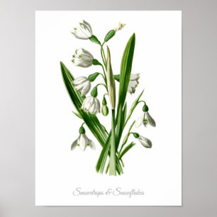 Vintage Botanical Print Snowdrops & Snowflakes