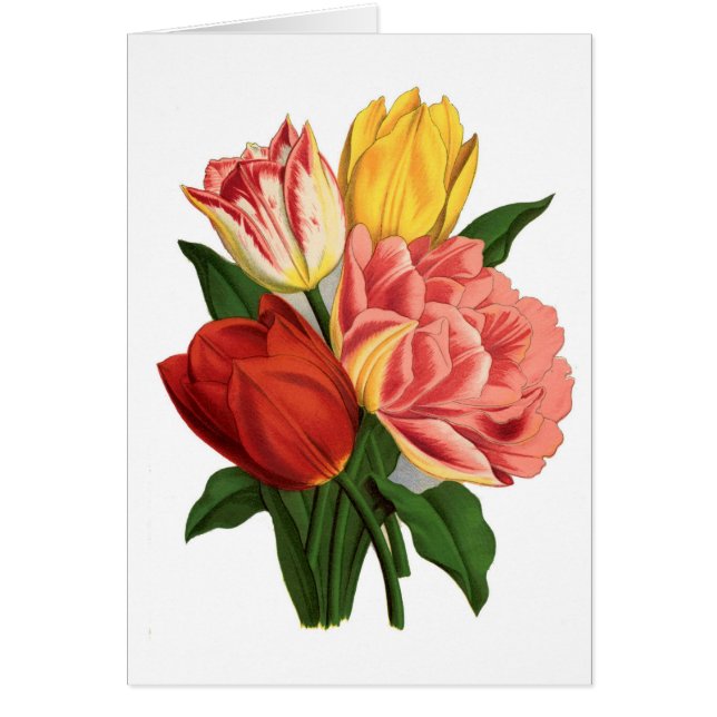 Vintage Botanical Print - Tulips (Front)