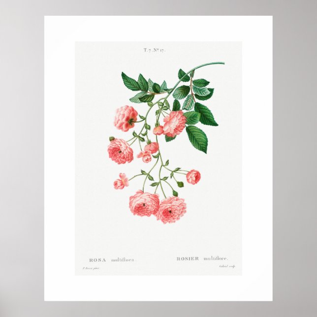 VINTAGE BOTANICAL RAMBLER ROSE POSTER (Front)