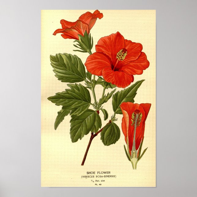 Vintage Botanical Red Hibiscus Shoe Flower Poster (Front)