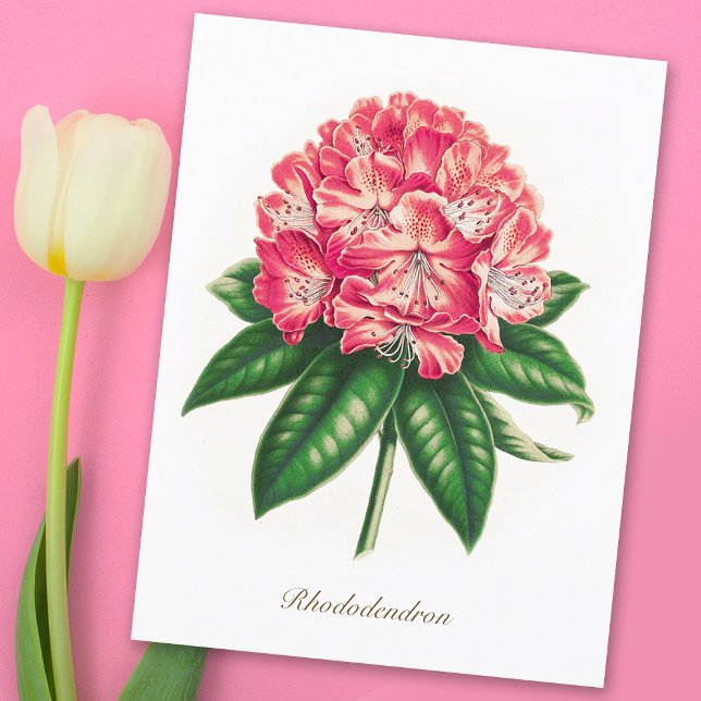 Vintage Botanical Rhododendron Flower Postcard (Creator Uploaded)