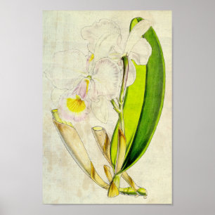 Vintage Botanical Rollisson's Cattleya Poster