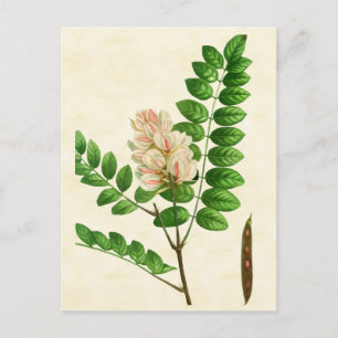Vintage Botanical Rose Flowering Locust Tree Postcard