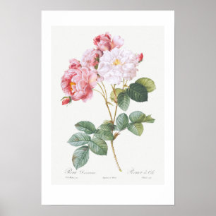 VINTAGE BOTANICAL "ROSEBUSH" REDOUTÉ POSTER