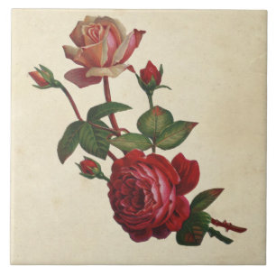 Vintage Botanical Roses Ceramic Tile