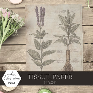 Vintage botanical scientific chart herbs lavender tissue paper