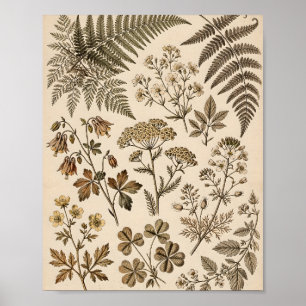 Vintage Botanical Specimen Herbs Wall Art Print