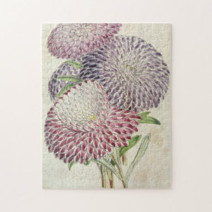 Vintage Botanical Striped Peony-Flowered Asters Jigsaw Puzzle