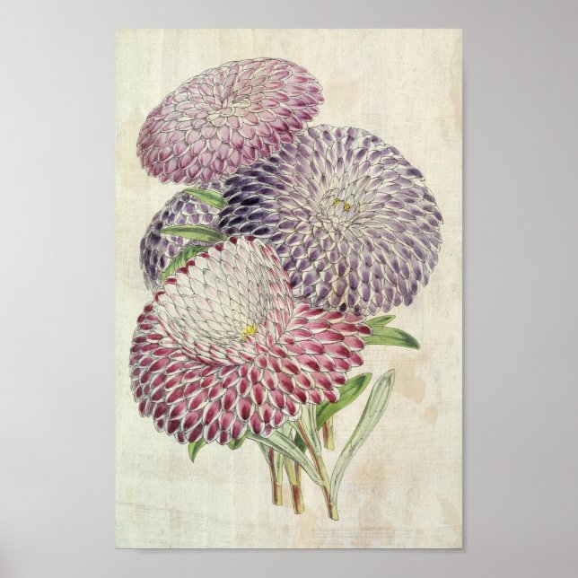 Vintage Botanical Striped Peony-Flowered Asters Poster (Front)