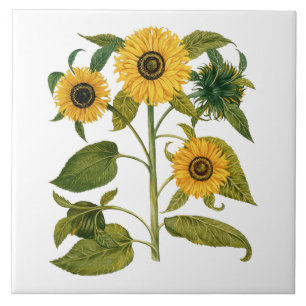 Vintage Botanical Sunflower Ceramic Tile