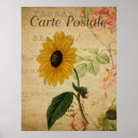 Vintage Botanical Sunflower Postcard